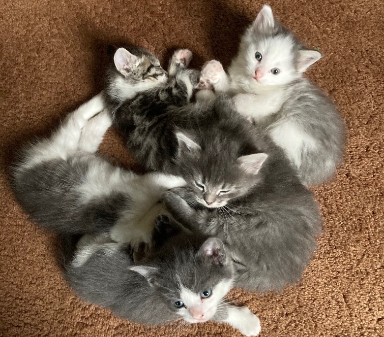 kittens